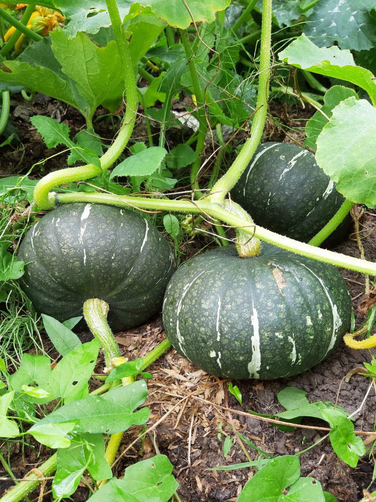 Pompoenen